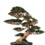 Japanese Garden Design with Container Gardening Techniques by Tuttle-0