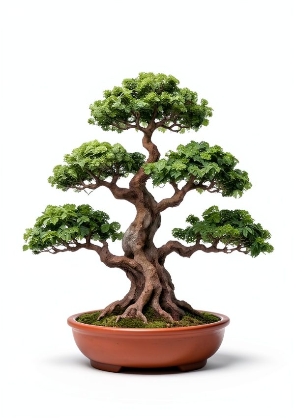 Japanese Bonsai Tree Care and Design Guide for Beginners-0