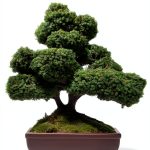 Japanese Bonsai Tree Care Guide for Beginners-0