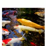 Japanese Garden Kindle eBook by Bonjour Limited Holdings 75‑Page Guide-0