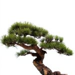Japanese Garden Book by Skyhorse 352‑Page Illustrated Guide-0