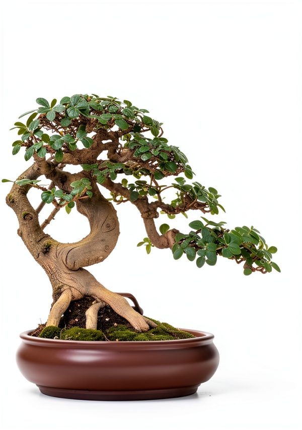 Japanese Garden Kindle eBook – 180‑Page Zen Landscaping Guide-0