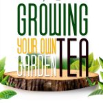 Gardening for Beginners: A Japanese Garden Guide-0